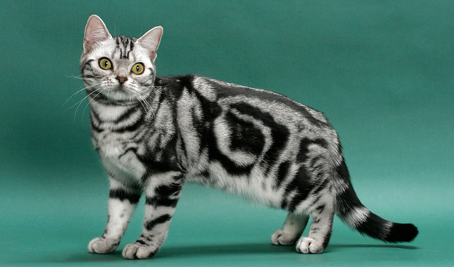 Descubre la Raza de Gato American Shorthair, ¡te lo contamos TODO!
