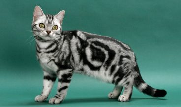 Descubre la raza de gato American shorthair
