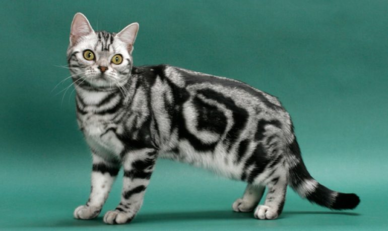Descubre la raza de gato American shorthair