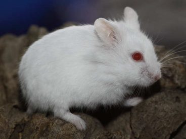 Descubre las características del hámster albino