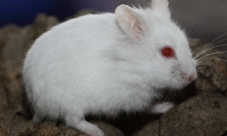 Descubre las características del hámster albino