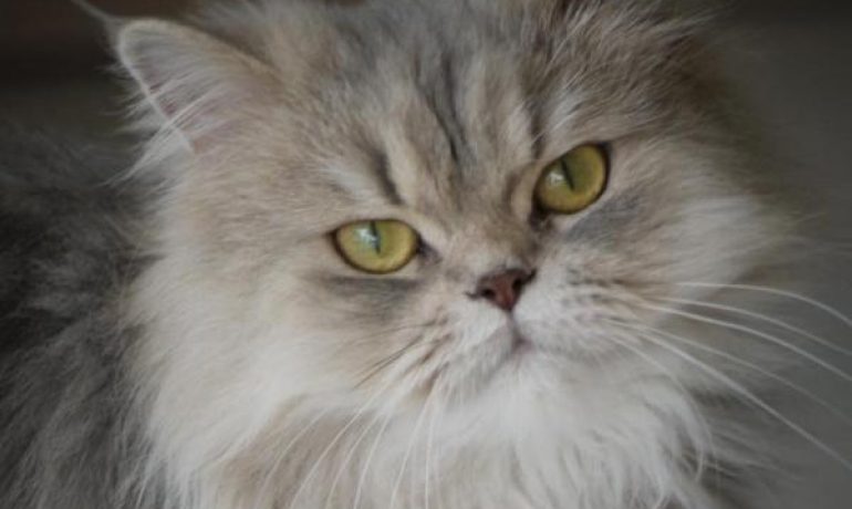 Descubre los distintos tipos de gatos persas