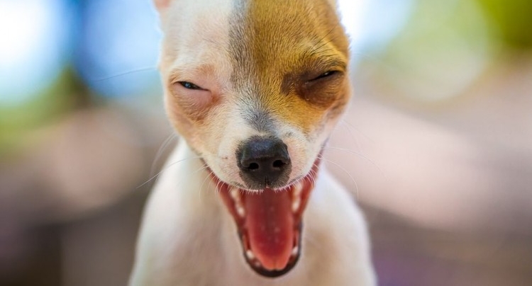 Efectos adversos de la furosemida en perros