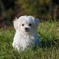 Efectos adversos de la furosemida en perros