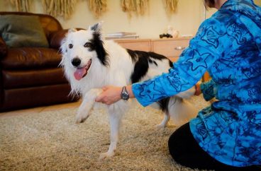 Estiramientos para mantener ágil a un perro