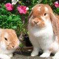 Hemorragia vírica en conejos