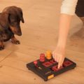 Juegos interactivos para perros