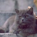 La raza de gato persa gris