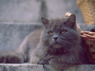 La raza de gato persa gris