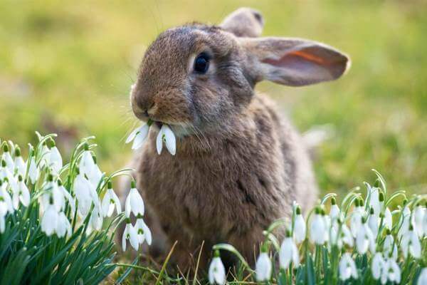Las enfermedades de los conejos domésticos más frecuentes