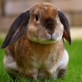 Las principales enfermedades de los conejos domésticos