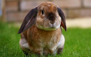 Las principales enfermedades de los conejos domésticos