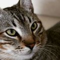 Lo más importante sobre la neumonía en gatos