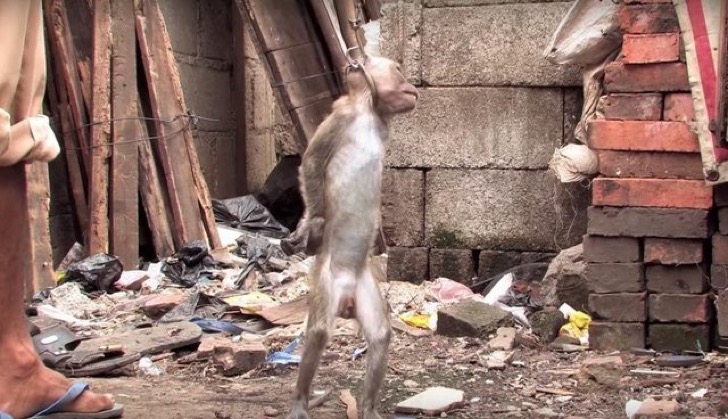 Los espectáculos de monos en Indonesia una tapadera de maltrato