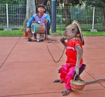 Los espectáculos de monos en Indonesia una tapadera de maltrato