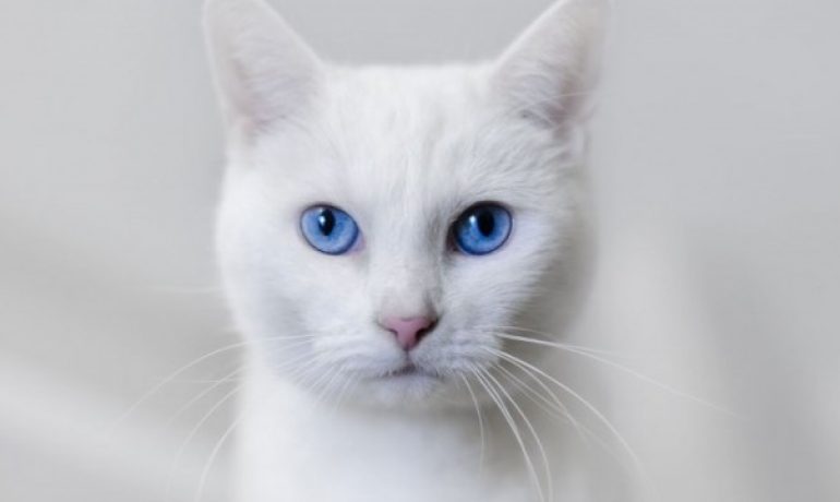 Por qué es frecuente la sordera en gatos blancos