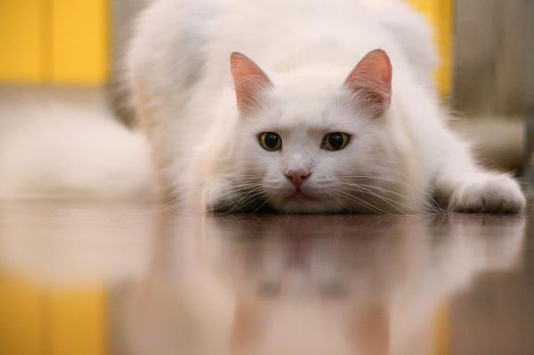Por qué es genética la sordera en gatos blancos