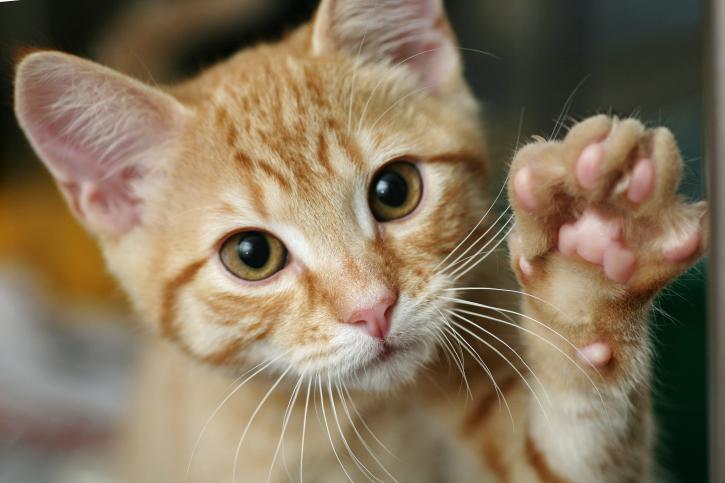 Qué es la artrosis en gatos