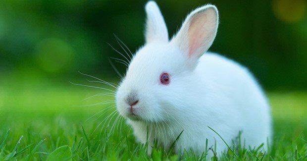 Qué es la mixomatosis en conejos