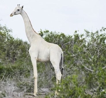 Se han filmado por primera vez ejemplares de jirafas blancas