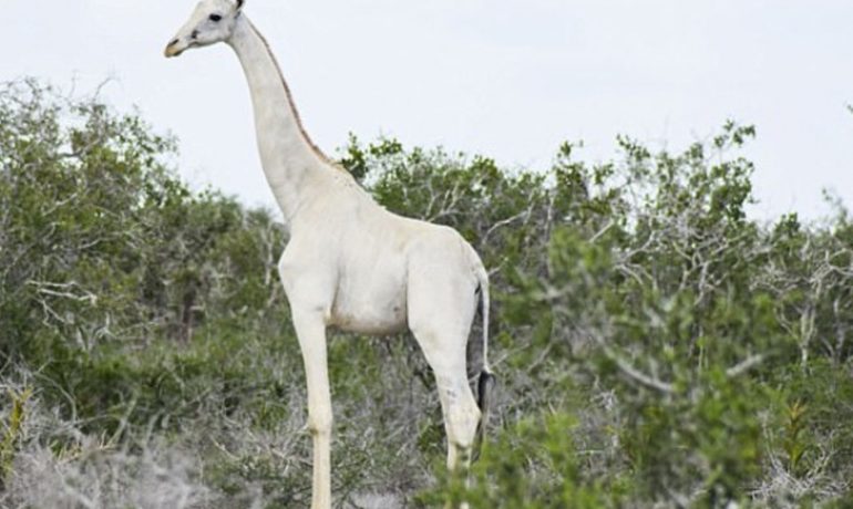 Se han filmado por primera vez ejemplares de jirafas blancas