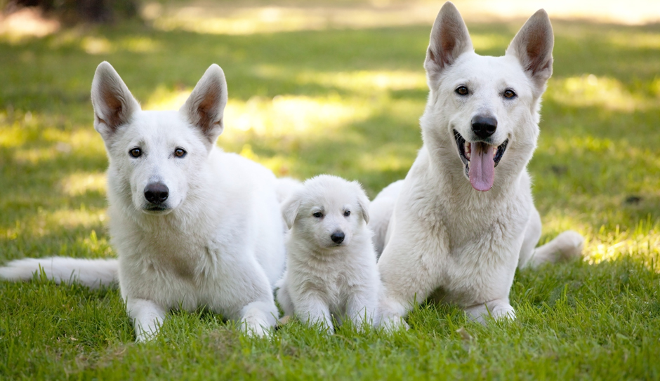Síntomas de la coccidiosis en perros