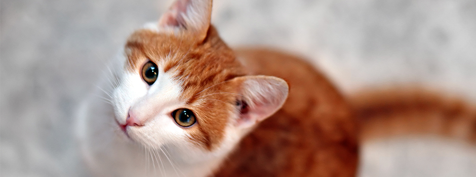 Síntomas de los cálculos renales en gatos