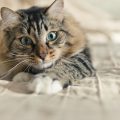 Tipos de anemia en gatos y sus causas