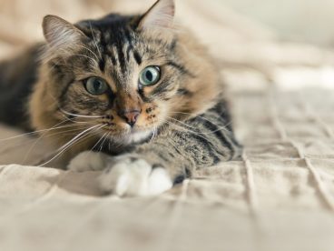 Tipos de anemia en gatos y sus causas