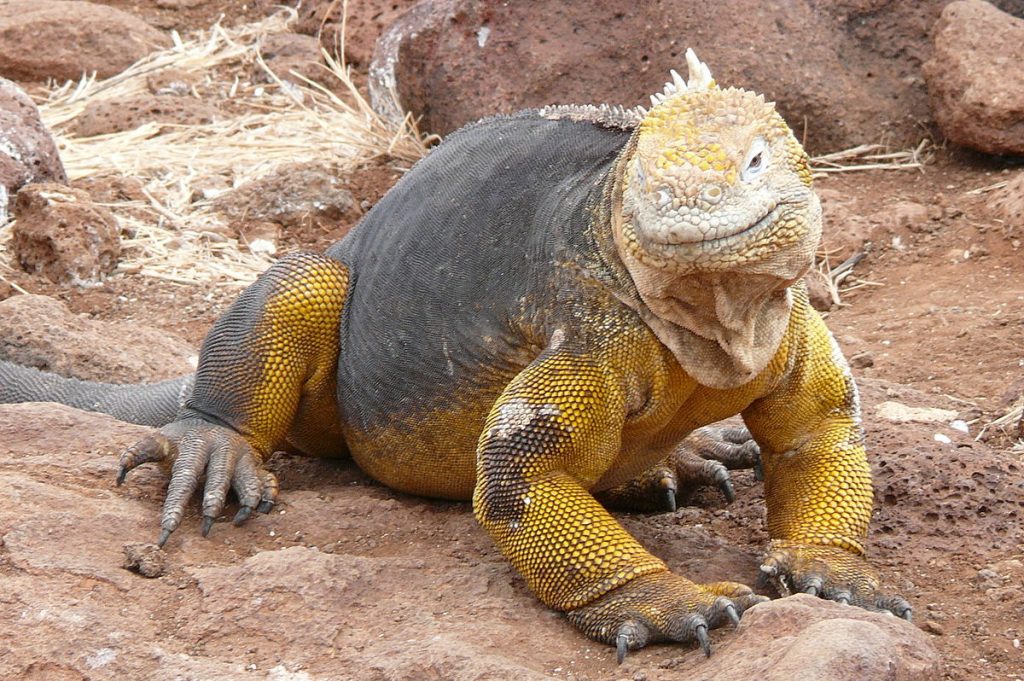 Tipos de iguana terrestre de las Galápagos