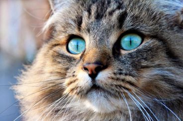 Todo lo que debes saber sobre la dieta ACBA para gatos