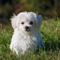 Tratamiento de la leishmaniosis canina