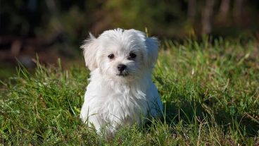 Tratamiento de la leishmaniosis canina