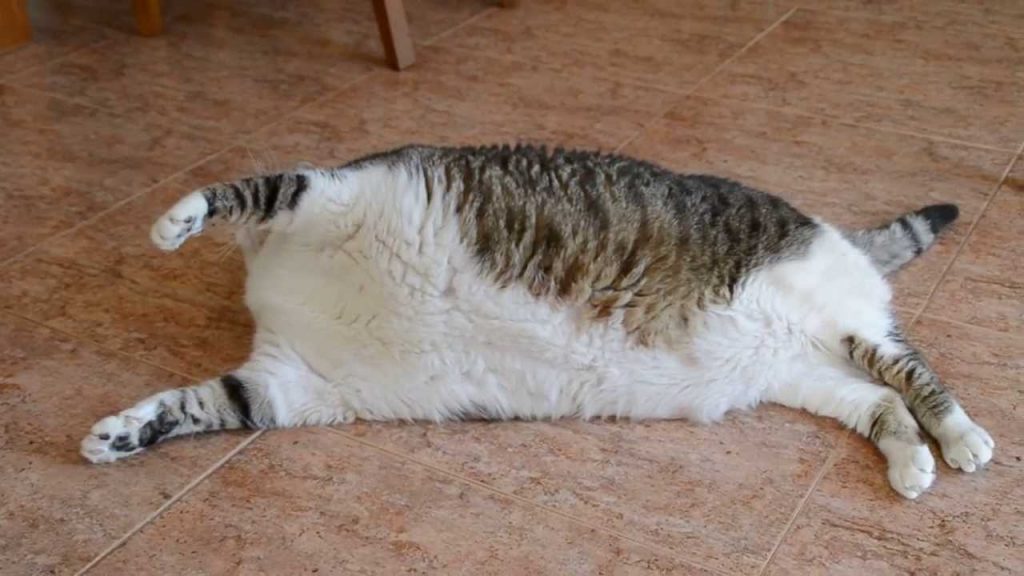 Tratamiento de la obesidad en gatos