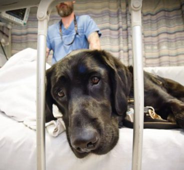 Un hospital de Madrid permite a los perros visitar a niños ingresados