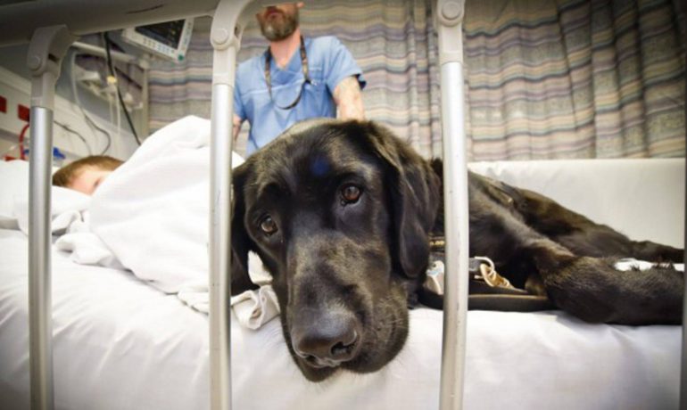 Un hospital de Madrid permite a los perros visitar a niños ingresados