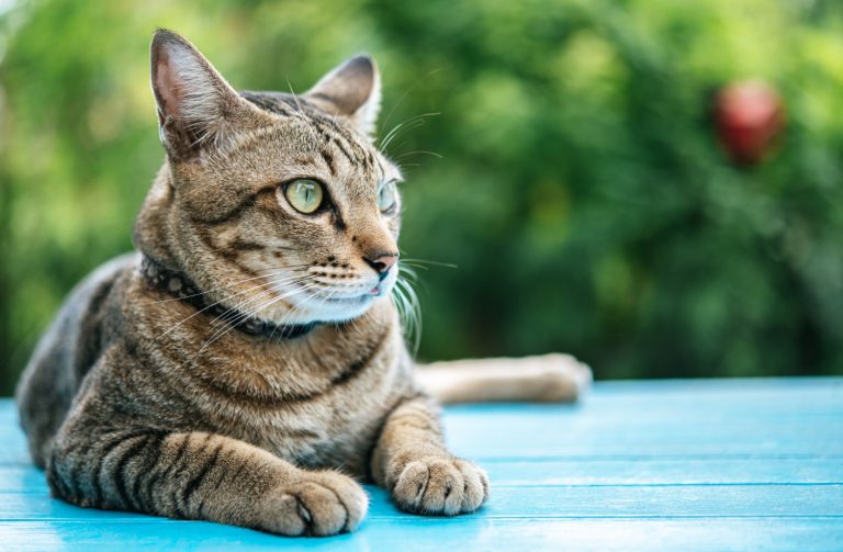 TODO sobre el Parásito de la Tenia en Gatos Síntomas y Tratamiento TODO sobre el Parásito de la Tenia en Gatos Síntomas y Tratamiento