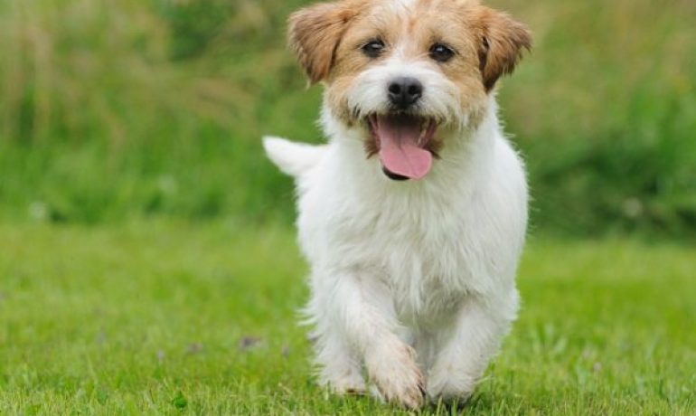 tratamiento de la otitis canina