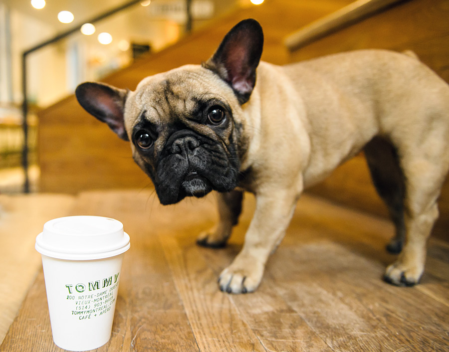 1. Un café con nuestra mascota