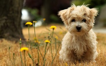 8 cosas que hace tu perro para llamar tu atención