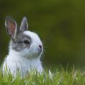 Alimentación de los conejos en cada etapa de su vida