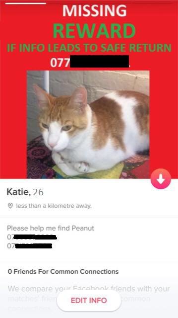 Aparece gato perdido gracias a la app de citas Tinder