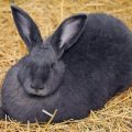 Características del conejo gigante de Flandes