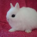 Características y cuidados del conejo hotot