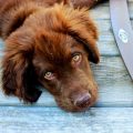 Consejos para acabar con la gingivitis en perros