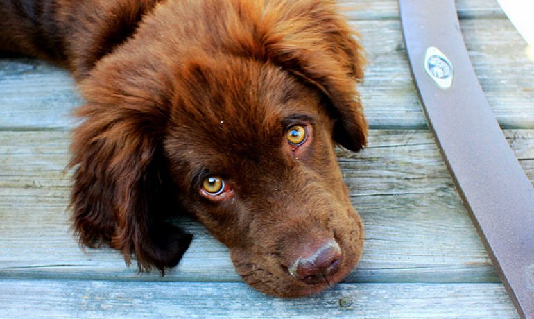 Consejos para acabar con la gingivitis en perros