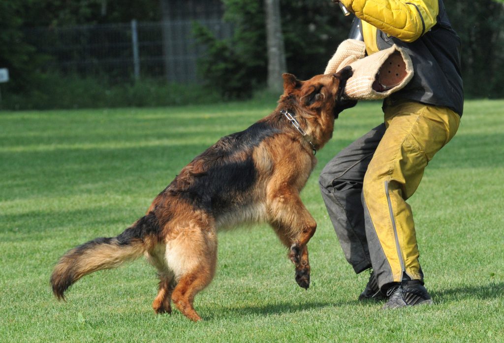 Consejos para practicar el entrenamiento schutzhund