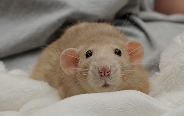 Cuidados de la rata dumbo como mascota