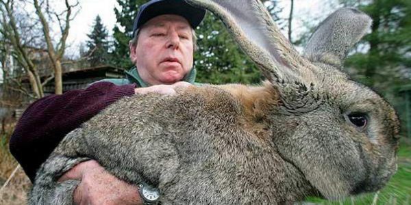 Cuidados del conejo gigante alemán