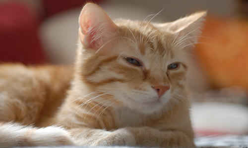 Cuidados y salud del gato brasileño de pelo corto